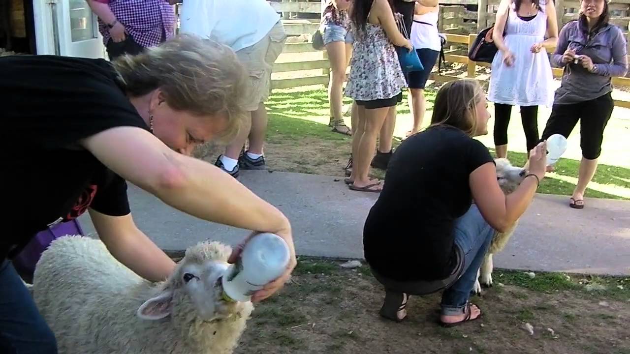 2011 New Zealand   Hobbiton Sheep Feed