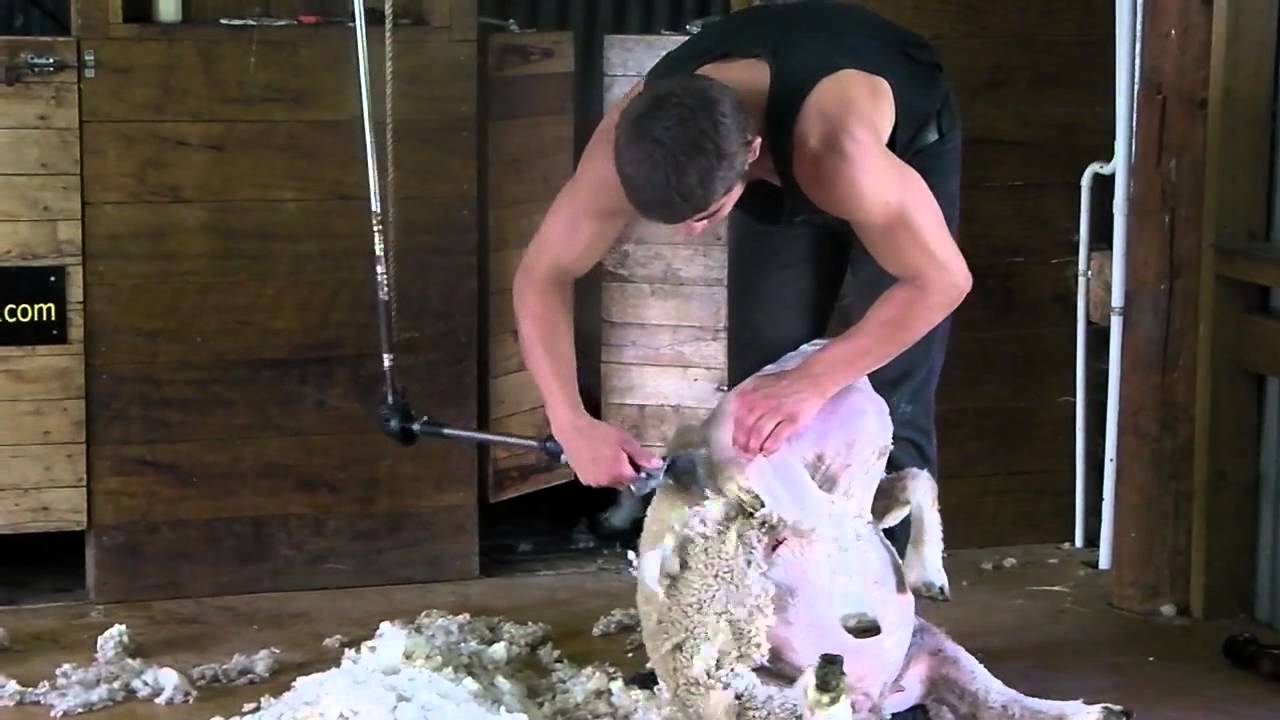 2011 New Zealand   Hobbiton Sheep Shear